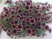 4 ������� Cascadias Rim Magenta