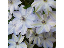 �������� ���� ������ IVAN OLSSON.jpg