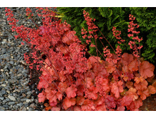 ������� CHERRY COLA ����� ����.jpg