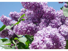 ������ Violetta ��������.jpg