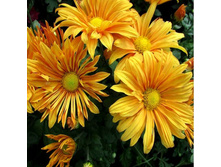 ���������� ��������� ������.jpg