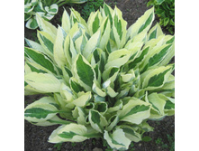 'Hosta 'Yellow Polka Dot Bikini'.jpg