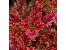 107 ���������