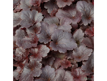 ������� ��������� Cassis ������.jpg