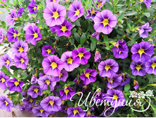 4 ���������� Rave Blue.