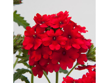 19 ������� Lascar Dark red