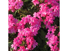 21 ������� magelana hot rose