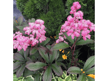 ��������� �������� �� ���.png