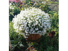 41 ������� Snow Princess