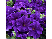 32 ������� ����������� ��������� ���