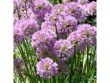 ��� ��������� ���������.jpg