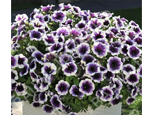 13 ������� Potunia Plus Purple Halo