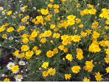 ������� ����������.jpg