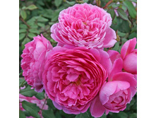 ���� ���� ��������.jpg