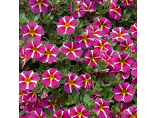 131 ���������� Minifamous rave pink Hawaii