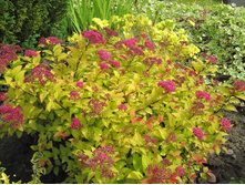 ������ ������ ��������.jpg