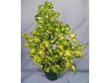 97 Carefree green and yellow