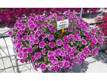 69 ������� Surprise Magenta Halo