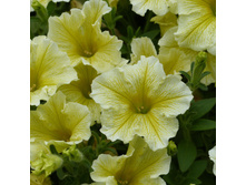 97 ������� Surfinia Austria Yellow