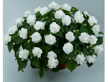 61 ��������� ������� Musica Pure White