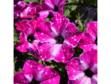 55 compact Circus-sky