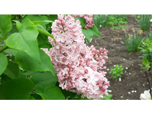 ������ �������� ����.jpg