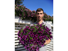 49. ���������� Hula Amethyst