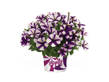 43 ������� Peppy blue