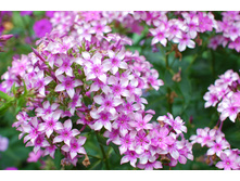 ����� ����������� ���������.jpg