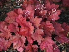 ������� ��������� AUTUMN LEAVES ���� ����.jpg