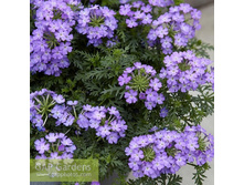 22 ������� Magelana Lilac