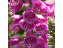 ����������� ��������� DALMATIAN PURPLE.jpeg