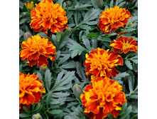 3 �������� ����������� ������� �������