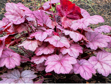 ������� ����� ����.jpg