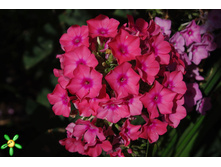 ����� ����������� ������ ��������1.jpg