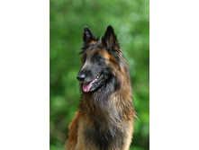 ONORE-DE-BALZAC DU SECRET DES MASQUES NOIRS