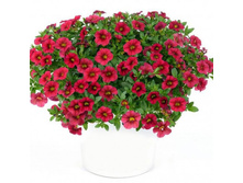 8 ���������� LIA RASPBERRY