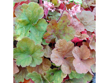 ������� ��������� PINK PEARLS ���� �����1.jpg