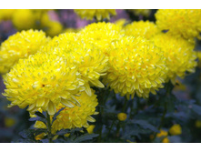 ���������� ������ ������.jpg