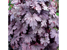 ���������� ��������� PLUM CASCADE ���� ������.jpg