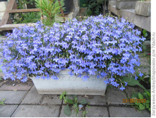 34 ������� Star Blue