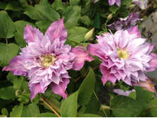 �������� ��������������� ����� PIILU.jpg