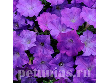 ��� ���� �����