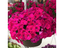 ������� Capella Neon Pink 150�