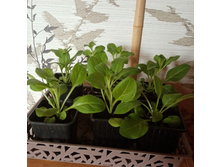 ������� �����