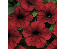 ������ ��� �����