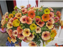 ������� Cascadias Indian Summer 150�