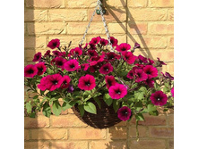 ������� Shock Wave® Deep Purple