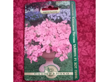 ������ ��� ����