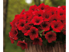 ������� Shock Wave® Red